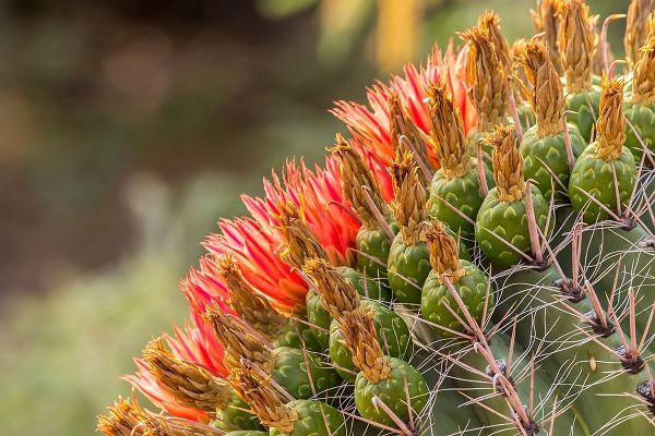 Arizona-Santa Cruz County Barrel cactus blossoms close-up